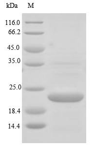 Recombinant Human Ribonuclease 4 (RNASE4)
