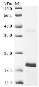 Recombinant Human Ribonuclease K6 (RNASE6)