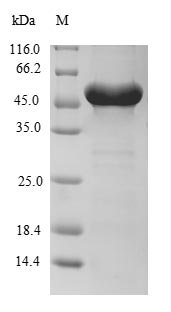 Recombinant Human RING finger protein 114 (RNF114)