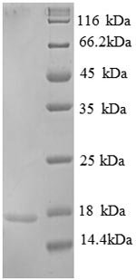 Recombinant Human Replication protein A 14KDA subunit (RPA3), partial