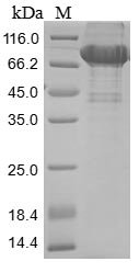 Recombinant Human Small ribosomal subunit protein uS2 (RPSA)