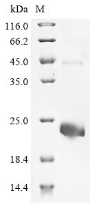 Recombinant Human R-spondin-2 (RSPO2), partial
