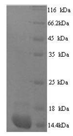 Recombinant Human Protein S100-A7A (S100A7A), partial