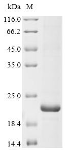 Recombinant Human Sodium channel protein type 1 subunit alpha (SCN1A), partial
