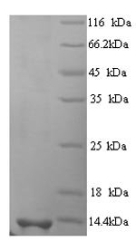 Recombinant Human Scrapie-responsive protein 1 (SCRG1)
