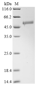 Recombinant Human 45 kDa calcium-binding protein (SDF4)