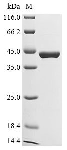 Recombinant Human L-serine dehydratase/L-threonine deaminase (SDS), Homo sapiens (Human), E.coli, N-terminal 10xHis-tagged and C-terminal Myc-tagged, 42.1kDa, purity >90% as determined by SDS-PAGE.