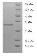 Recombinant Human Signal peptidase complex catalytic subunit SEC11C (SEC11C), partial