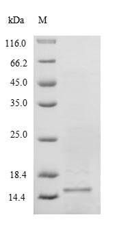 Recombinant Human Selenoprotein M (SELENOM)