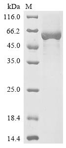Recombinant Human Antithrombin-III (SERPINC1) (R294C), Homo sapiens (Human), E.coli, N-terminal 6xHis-tagged, 58.5kDa, purity >85% as determined by SDS-PAGE.