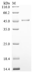 Recombinant Human Serpin H1 (SERPINH1), Homo sapiens (Human), E.coli, N-terminal 10xHis-tagged, 50.6kDa, purity >90% as determined by SDS-PAGE.
