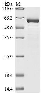 Recombinant Human 14-3-3 protein sigma (SFN), Homo sapiens (Human), E.coli, N-terminal 10xHis-GST-tagged and C-terminal Myc-tagged, 62.9kDa, purity >85% as determined by SDS-PAGE.