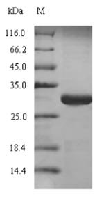 Recombinant Human Pulmonary surfactant-associated protein C (SFTPC), Homo sapiens (Human), E.coli, N-terminal GST-tagged, 30.7kDa, purity >90% as determined by SDS-PAGE.