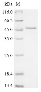 Recombinant Human Endophilin-B1 (SH3GLB1)