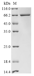 Recombinant Human SHC-transforming protein 1 (SHC1), partial, Biotinylated, Homo sapiens (Human), E.coli, N-terminal MBP-tagged and C-terminal 6xHis-Avi-tagged, 66.4kDa, purity >85% as determined by SDS-PAGE.