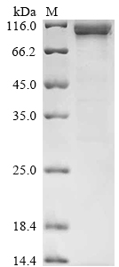 Recombinant Human Sucrase-isomaltase, intestinal (SI), partial