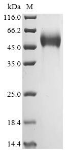 Recombinant Human Tyrosine-protein phosphatase non-receptor type substrate 1 (SIRPA), partial, Biotinylated, Homo sapiens (Human), Mammalian cell, C-terminal 6xHis-Avi-tagged, 41.3kDa, purity >90% as determined by SDS-PAGE.