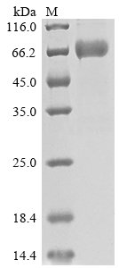 Recombinant Human SLAM family member 6 (SLAMF6), partial, Homo sapiens (Human), Mammalian cell, C-terminal hFc1-Flag-tagged, 51.8kDa, purity >90% as determined by SDS-PAGE.