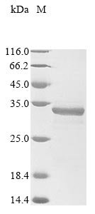 Recombinant Human SLAM family member 7 (SLAMF7), partial, Homo sapiens (Human), E.coli, N-terminal 10xHis-tagged and C-terminal Myc-tagged, 29.8kDa, purity >85% as determined by SDS-PAGE.