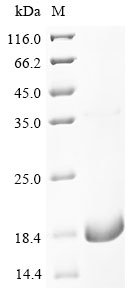 Recombinant Human Excitatory amino acid transporter 1 (SLC1A3), partial, Homo sapiens (Human), E.coli, N-terminal 6xHis-KSI-tagged, 17.6kDa, purity >85% as determined by SDS-PAGE.