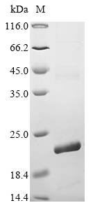 Recombinant Human ADP/ATP translocase 3 (SLC25A6), partial