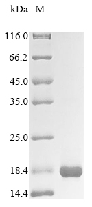 Recombinant Human Solute carrier family 2, facilitated glucose transporter member 1 (SLC2A1), partial, Homo sapiens (Human), E.coli, N-terminal 10xHis-tagged and C-terminal Myc-tagged, 15.2kDa, purity >85% as determined by SDS-PAGE.