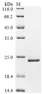 Recombinant Human Metal cation symporter ZIP14 (SLC39A14), partial
