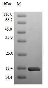 Recombinant Human Sodium/glucose cotransporter 2 (SLC5A2), partial