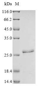 Recombinant Human Large neutral amino acids transporter small subunit 1 (SLC7A5), partial
