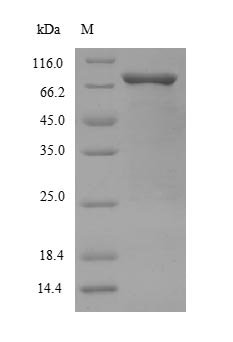 Recombinant Human Mothers against decapentaplegic homolog 2 (SMAD2), Homo sapiens (Human), E.coli, N-terminal 6xHis-SUMO-tagged, 68.2kDa, purity >90% as determined by SDS-PAGE.