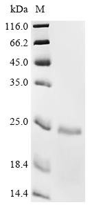 Recombinant Human Telomerase-binding protein EST1A (SMG6), partial