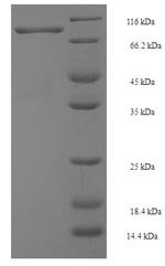 Recombinant Human E3 ubiquitin-protein ligase SMURF2 (SMURF2), Homo sapiens (Human), E.coli, N-terminal GST-tagged, 113.2kDa, purity >90% as determined by SDS-PAGE.