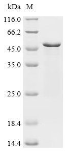 Recombinant Human Transcription factor SOX-1 (SOX1)