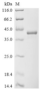 Recombinant Human Transcription factor SOX-2 (SOX2), Homo sapiens (Human), E.coli, N-terminal 6xHis-tagged, 38.4kDa, purity >90% as determined by SDS-PAGE.