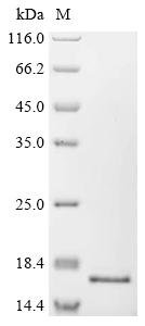 Recombinant Human C-Jun-amino-terminal kinase-interacting protein 4 (SPAG9), partial