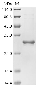 Recombinant Human Spindlin-4 (SPIN4), partial, Homo sapiens (Human), E.coli, N-terminal 6xHis-tagged, 28.7kDa, purity >85% as determined by SDS-PAGE.