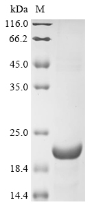 Recombinant Human 3-oxo-5-alpha-steroid 4-dehydrogenase 2 (SRD5A2), partial, Homo sapiens (Human), E.coli, N-terminal 6xHis-KSI-tagged, 20.0kDa, purity >85% as determined by SDS-PAGE.