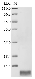 Recombinant Human Somatostatin receptor type 5 (SSTR5), partial