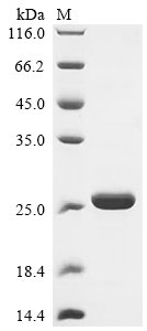 Recombinant Human Stabilin-1 (STAB1), partial, Homo sapiens (Human), E.coli, N-terminal 10xHis-tagged and C-terminal Myc-tagged, 22.7kDa, purity >95% as determined by SDS-PAGE.