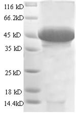 Recombinant Human Stanniocalcin-1 (STC1), partial, Homo sapiens (Human), E.coli, N-terminal GST-tagged, 50.6kDa, purity >90% as determined by SDS-PAGE.
