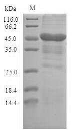 Recombinant Human Erythrocyte band 7 integral membrane protein (STOM), Homo sapiens (Human), E.coli, N-terminal 6xHis-SUMO-tagged, 47.7kDa, purity >90% as determined by SDS-PAGE.