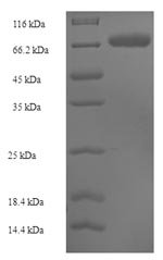 Recombinant Human Sulfite oxidase, mitochondrial (SUOX)
