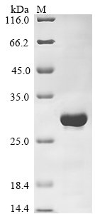 Recombinant Human Ras GTPase-activating protein SynGAP (SYNGAP1), partial, Homo sapiens (Human), E.coli, N-terminal 6xHis-tagged, 25.5kDa, purity >90% as determined by SDS-PAGE.