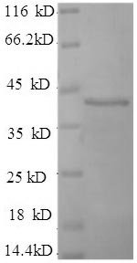 Recombinant Human Synaptotagmin-1 (SYT1), partial