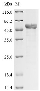 Recombinant Human TAR DNA-binding protein 43 (TARDBP)