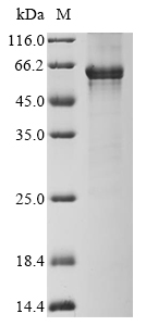 Recombinant Human G/T mismatch-specific thymine DNA glycosylase (TDG), Homo sapiens (Human), E.coli, N-terminal 10xHis-tagged, 52.1kDa, purity >90% as determined by SDS-PAGE.