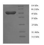 Recombinant Human Transcriptional enhancer factor TEF-5 (TEAD3), partial