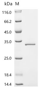 Recombinant Human Transcriptional enhancer factor TEF-5(TEAD3), partial