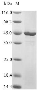 Recombinant Human Transcriptional enhancer factor TEF-3 (TEAD4), partial