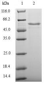 Recombinant Human Transcriptional enhancer factor TEF-3 (TEAD4), partial
